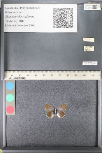 Media type: image;   Entomology 147079